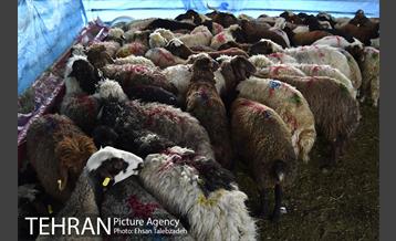 بازدید شهردار تهران از جایگاه های عرضه دام بهداشتی 16