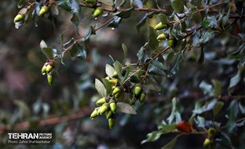 بارش باران پاییزی در تهران 1