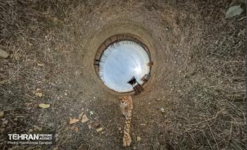 پیروز؛ پسر ایران 43