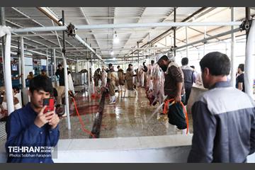 مرکز عرضه دام بهداشتی به مناسبت عید قربان 23