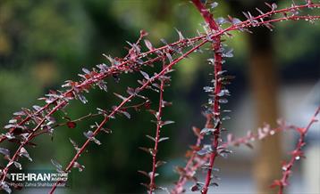 بارش باران پاییزی در تهران 2
