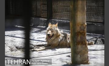 باغ وحش ارم 21