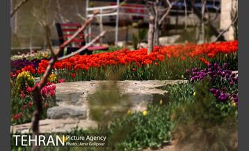 باغ گل لاله های ایرانی در بوستان آبشار تهران‎ 9
