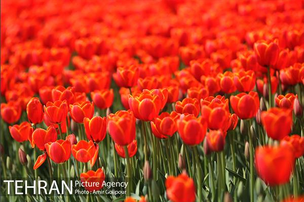 باغ گل لاله های ایرانی در بوستان آبشار تهران‎ 26