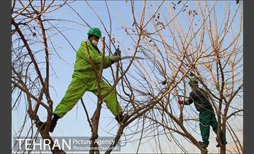 عملیات هرس درختان درمعابر و بوستانهای مناطق تهران 26