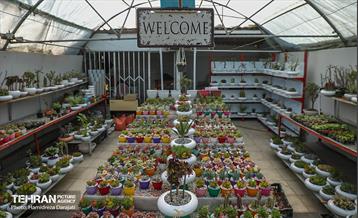 بازار گل محلاتی  14