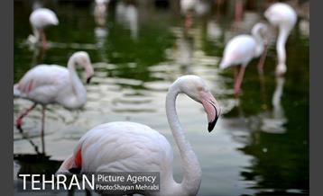 باغ پرندگان تهران 56