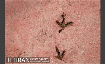 جشن تولد جوجه درنای تاج خاکستری آفریقایی 8