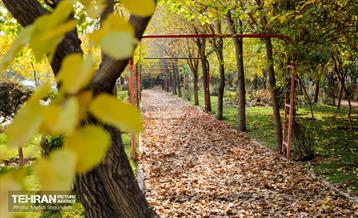 سمفونی رنگ های پاییزی - بوستان اندیشه 6