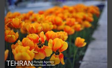 رویش گل های لاله در میدان آزادی 16