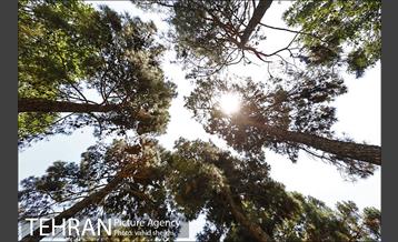 بوستان شفق 15