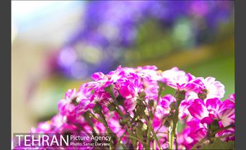 گل آرایی پل سیدخندان 13