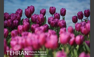 رویش گل های لاله در پارک شهر 8