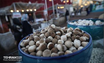 جشنواره زمستان داغ  9