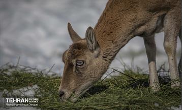 حیات وحش تهران  44