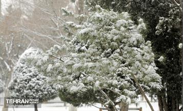 بارش برف زمستانی در منطقه ۲ 21