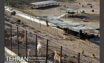 بازدید پیروز حناچی شهردار تهران از دهکده مهربانی 8