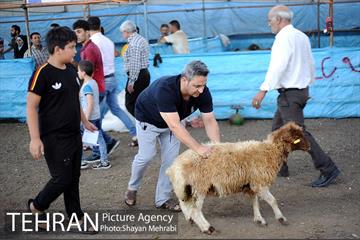 بازدید معاونین شهردار از جایگاه های عرضه دام زنده 16