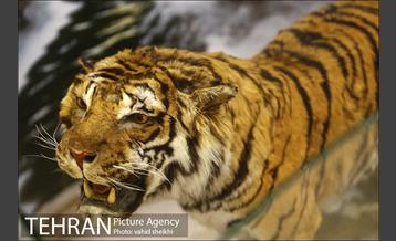 موزه طبیعت و حیات وحش دارآباد 13