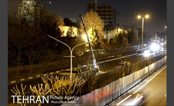 ​جا به جایی درختان گیشا به دلیل ساخت زیرگذر 19