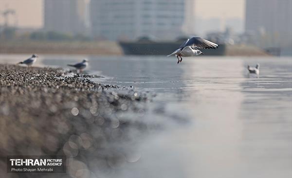 کوچ پرندگان مهاجر به دریاچه شهدای خلیج‌فارس 46