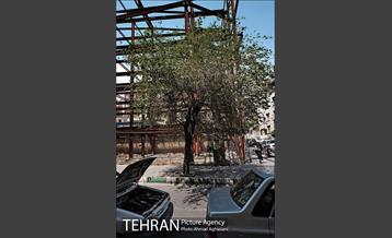 استراحت ظهرگاهی تاکسیرانان زیر پُل سیدخندان 6