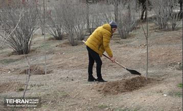 آئین غرس درخت به پاسداشت شهدای منطقه ۵ 1