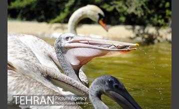 باغ پرندگان 47