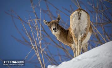 حیات وحش تهران  18