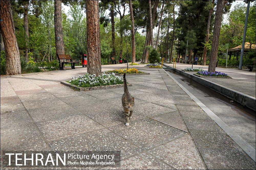 روز طبیعت بدون انسان 6