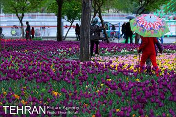 جشنواره لاله‌ها در بوستان زندگی محله هرندی 15