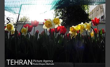 پیاده راه لاله مادران 38