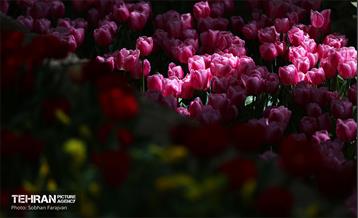 باغ ایرانی میزبان لاله‌ها 15