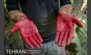 فصل برداشت توت از باغات سولقان 15