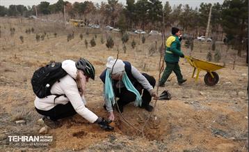 کاشت 2000 نهال مثمر در بوستان جنگلی چیتگر 21