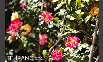 باغ ایرانی 11