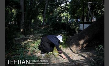 طرح پاکسازی پارک شهر تهران از فیلترهای سیگار  25