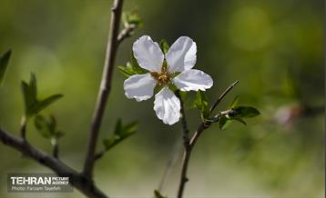 و اینک بهار 11