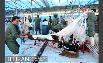 مراکز عرضه بهداشتی دام زنده 30