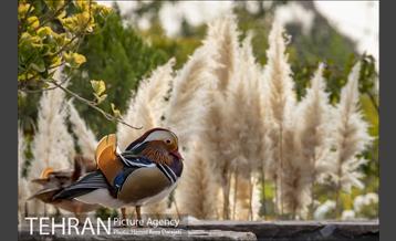 باغ پرندگان فاز دوم 19