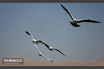 کوچ پرندگان مهاجر به دریاچه شهدای خلیج‌فارس 31