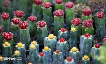 بیستمین نمایشگاه بین‌المللی گل و گیاه 16