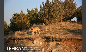 رهاسازی 150 قلاده سگ بدون صاحب  38