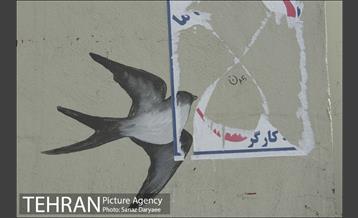 داستان دیوارهای شهر و تبلیغات انتخابات 11