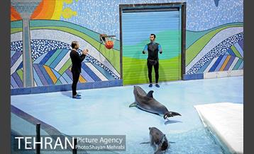 حضور خانواده هاى کارکنان شهردارى تهران در دلفیناریوم برج میلاد به همراه شهردار تهران 24