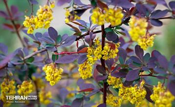 هوای بهاری منطقه 5 2