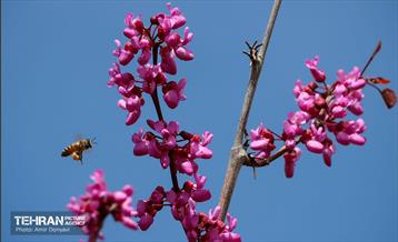 بهار ارغوانی 2