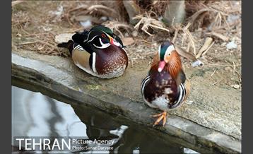 باغ پرندگان 10