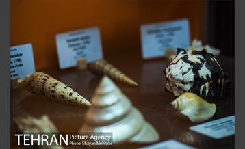 موزه علوم زمین 19