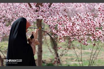 شکوفه‌های بهاری در بوستان سمن‌ها 17